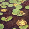 LILY PADS #3