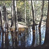 TREES WITH RAIN POND