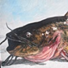 CATFISH