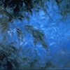 KELP FOREST