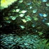 SWEEPER & SILVERSIDES
