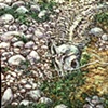 FISH BONES