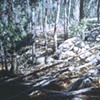 DEAD TREES WITH ROCK FIELD