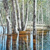BIRCH REFLECTION