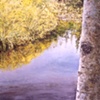 TREE WITH POND