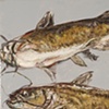 TWO CATFISH