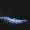 BOTTOM FEEDER