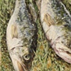 TWO BASS
