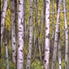 BIRCH TREES