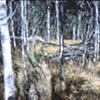 DEAD TREES