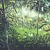 MOSS POND