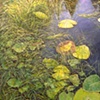 RUSHES