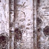 FIVE BIRCH TREES