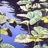 LILIES ON BLUE WATER