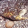ROTTING FISH