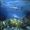 BLUEFISH