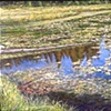 LILY PAD LAKE