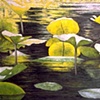 YELLOW LILY PADS