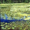 WATER LILIES