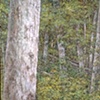 GREEN FOREST