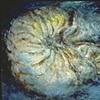 NAUTILUS