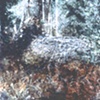 DEAD TREE