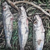 SARDINES IN PINES