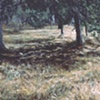 MATT'S FRONT YARD