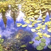 LILIES