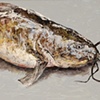 CATFISH ON LAND