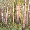 YOUNG TREES