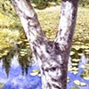 Y-SHAPED BIRCH