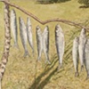 TWELVE HERRING