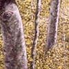 TREES WITH YELLOW
