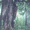 SEQUOIA