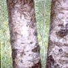 TWO BIRCH TREES