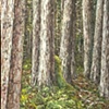 REDWOODS