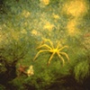 SEA CRAB