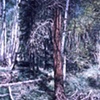 PINE TREE IN MIDDLE