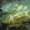 ABORIGINE PAINTING