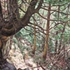 DARK TREES