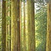 REDWOODS