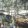 ASPENS IN RAIN POND