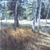 BIRCH TREES WITH STRIPES