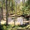 RAIN POND