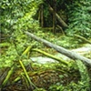 FALLEN TREES