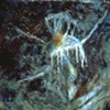 CAVE FIGURE
