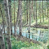 TREES IN RAIN POND