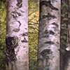 THREE ASPENS