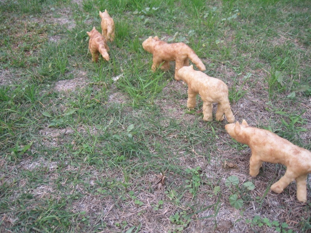wolf pack (in the yard)